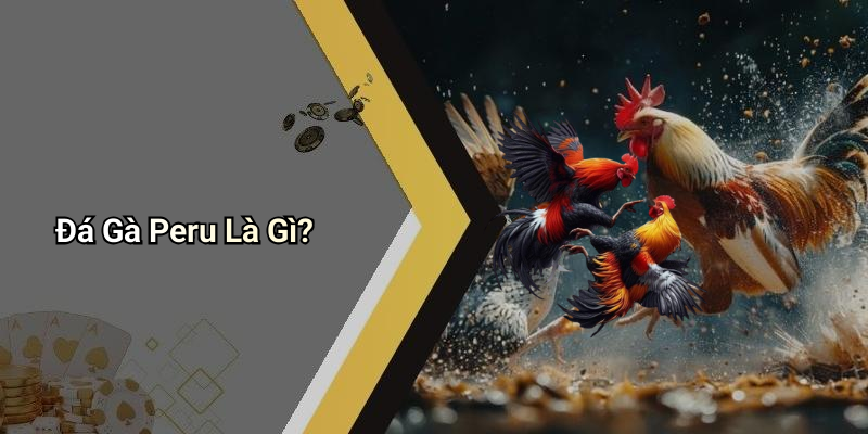 Đá Gà Peru Là Gì?